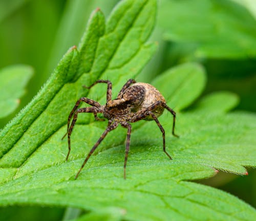 A spider is sitting on top of a leaf