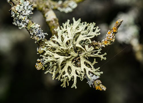 A close up of lichen on a branch