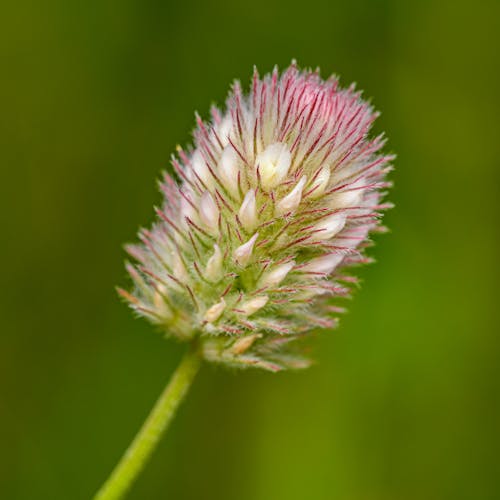 A close up of a pink flower with a green background