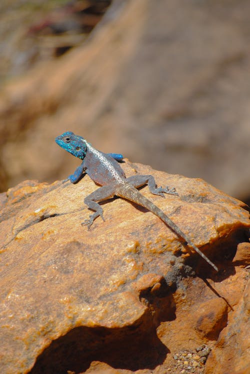 A blue and black lizard sitting on a rock