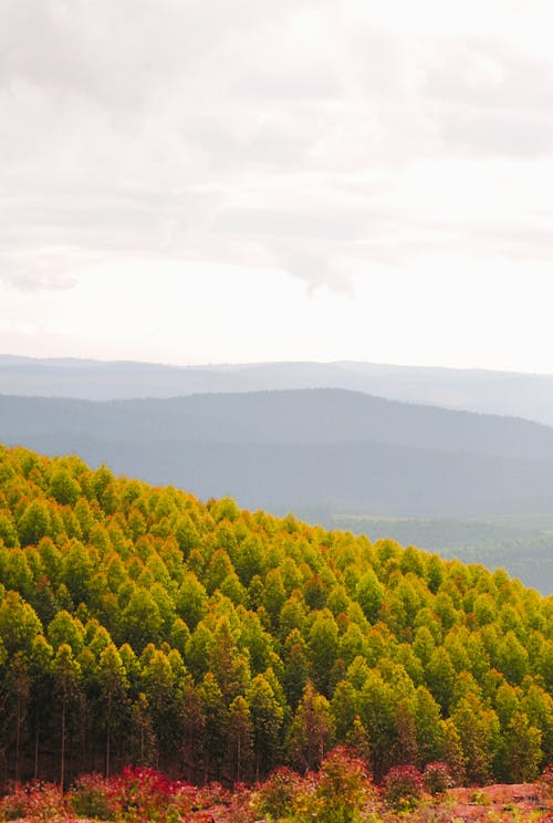 Foto profissional grátis de árvores, campo, colinas