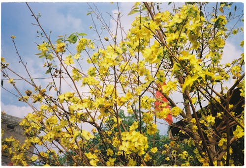 A yellow flower with yellow leaves and a blue sky
