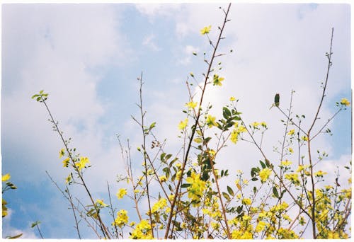 가지, 구름, 꽃의 무료 스톡 사진