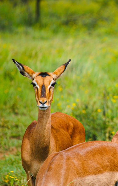 Two gazelle standing in a field with grass