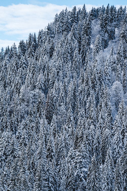 Foto profissional grátis de árvores, cênico, colina