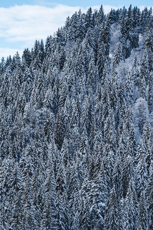 Free A scenic view of a snow-covered conifer forest on a hillside in Tegernsee, Germany. Stock Photo