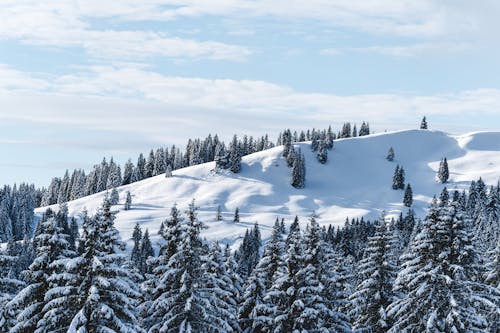 ağaçlar, buz tutmuş, dağ içeren Ücretsiz stok fotoğraf
