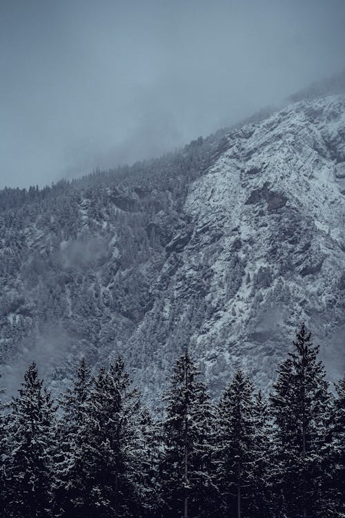 Foto profissional grátis de árvores, com frio, conífera