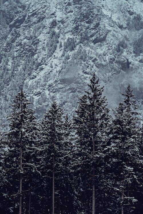 dikey atış, iğne yapraklı, kar içeren Ücretsiz stok fotoğraf