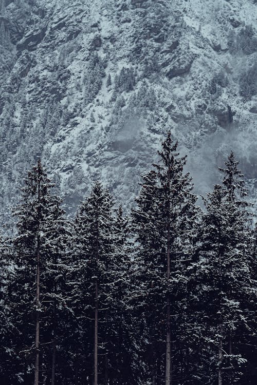 Foto profissional grátis de cênico, com frio, conífera