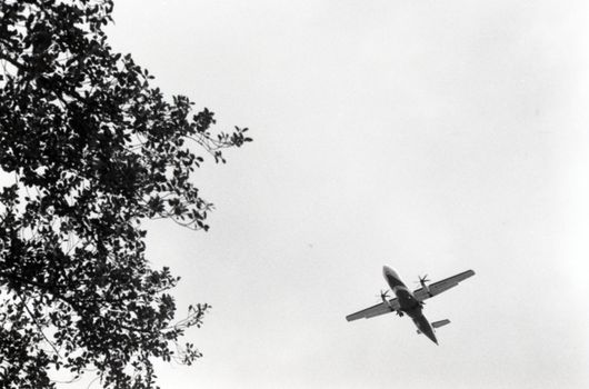 A monochrome shot of an airplane flying over Taipei, Taiwan, with tree branches in the foreground.