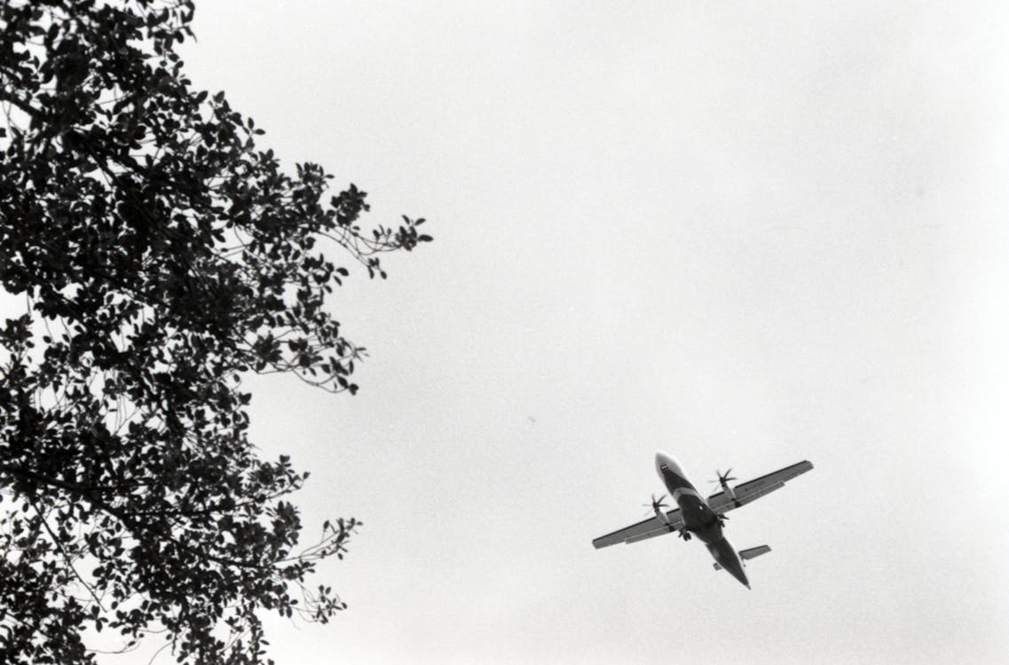 Fotos de stock gratuitas de árbol, avión, blanco y negro