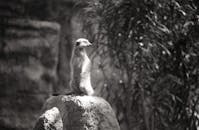 Black and White Photo of a Meerkat Standing on a Rock