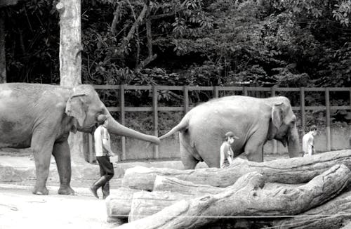 動物, 動物園, 原本 的 免費圖庫相片