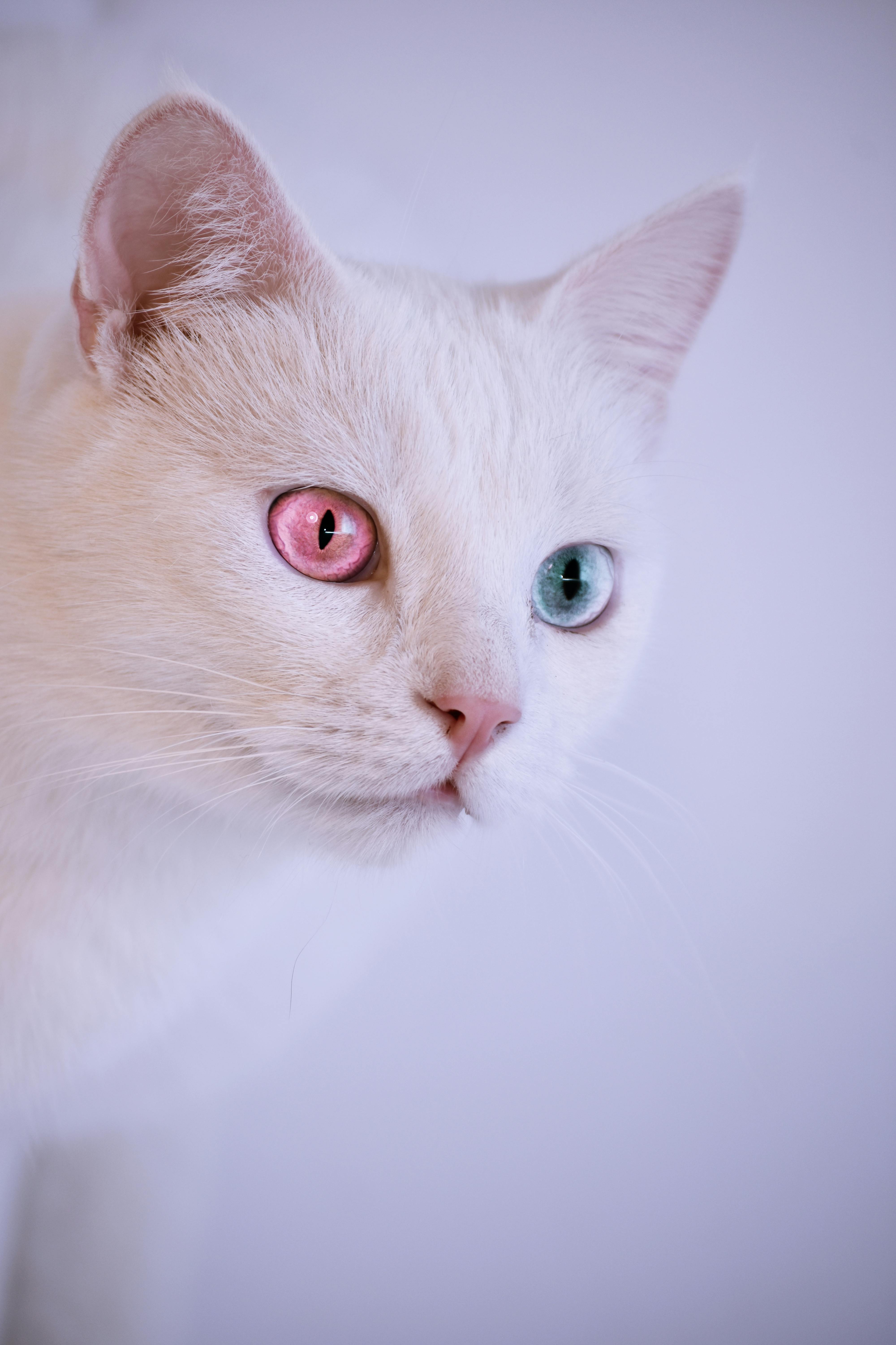 close up photography of white cat