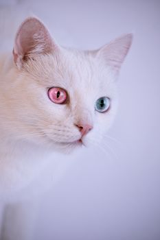 这只白色猫咪的肖像令人惊叹，它有着引人注目的异色症，粉红色和蓝色的眼睛格外醒目