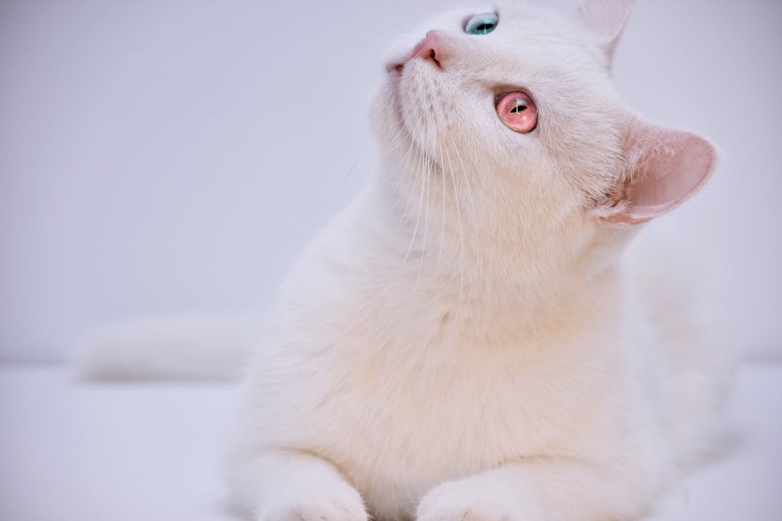短毛白猫侧身面对 免费素材图片
