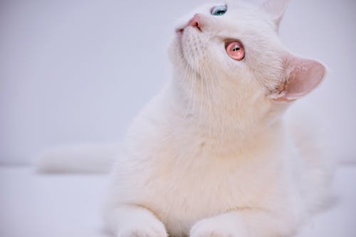 Белый кот с короткой шерстью смотрит вбок