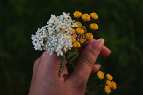 Selektywna Ostrość Zdjęć Białych I żółtych Kwiatów