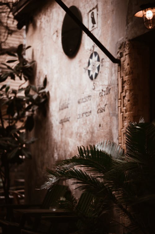 бесплатная Пальма возле коричневой бетонной стены Стоковое фото