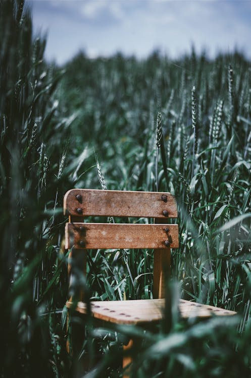 Brown Wooden Chair in Middle of Green Ffield