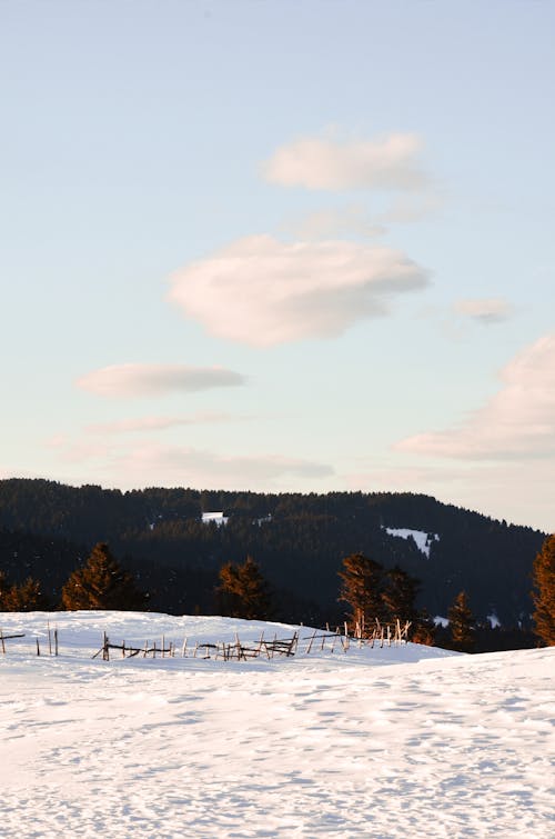 Silhouetfoto Van Bossen