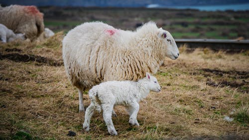 Photo of Mother Sheep and Lamb on Field