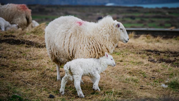 A serene scene of a sheep with its lamb grazing in a Welsh pasture.