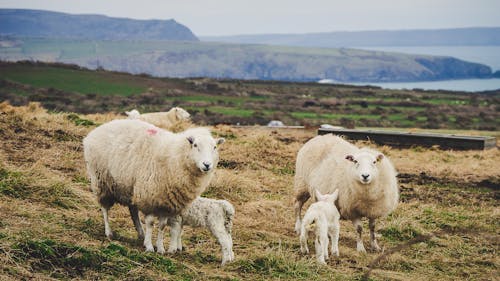 Free Photo of Mother Sheep and Their Lambs on a Field  Stock Photo