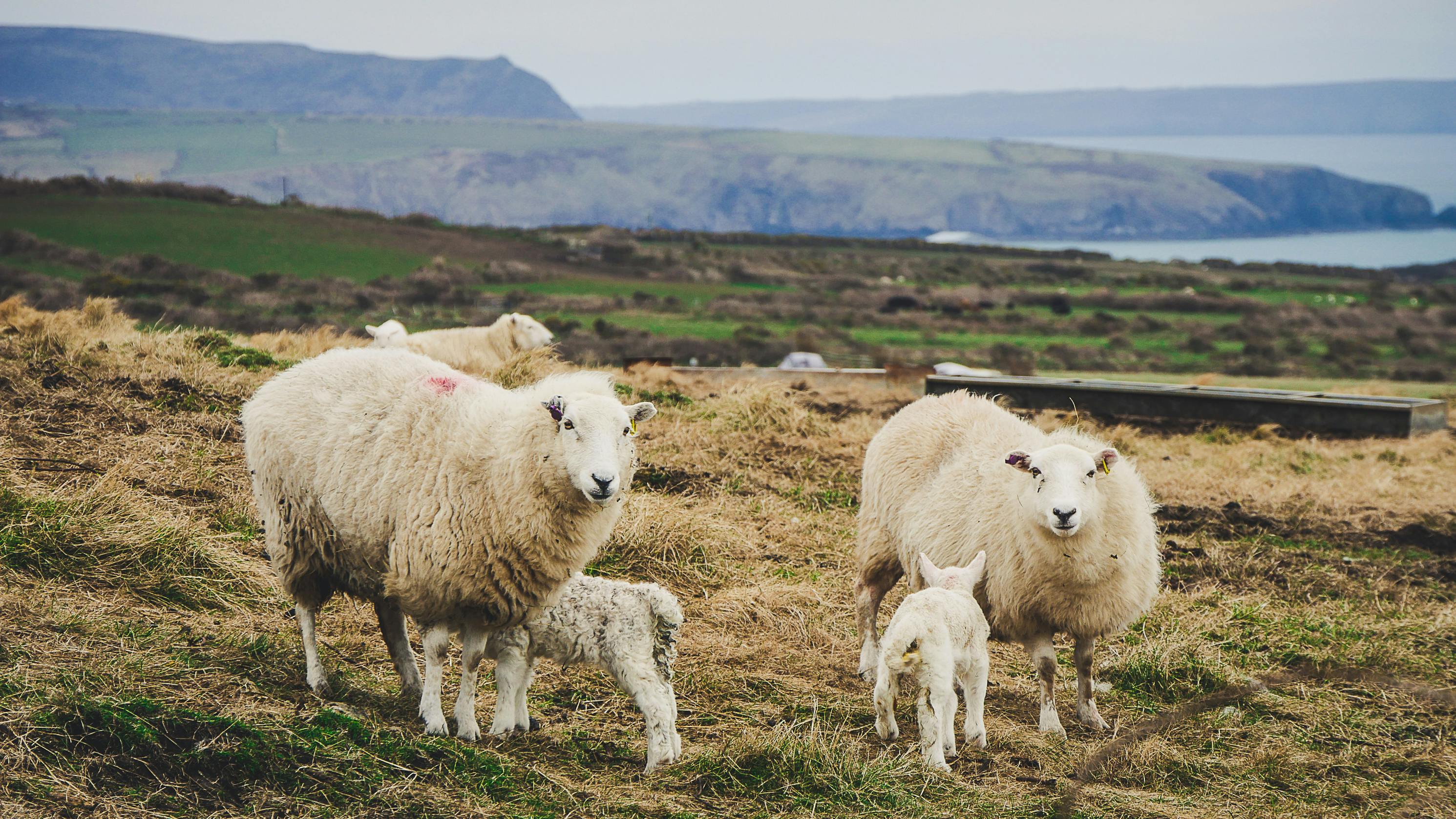 Lamb Photos, Download The BEST Free Lamb Stock Photos & HD Images