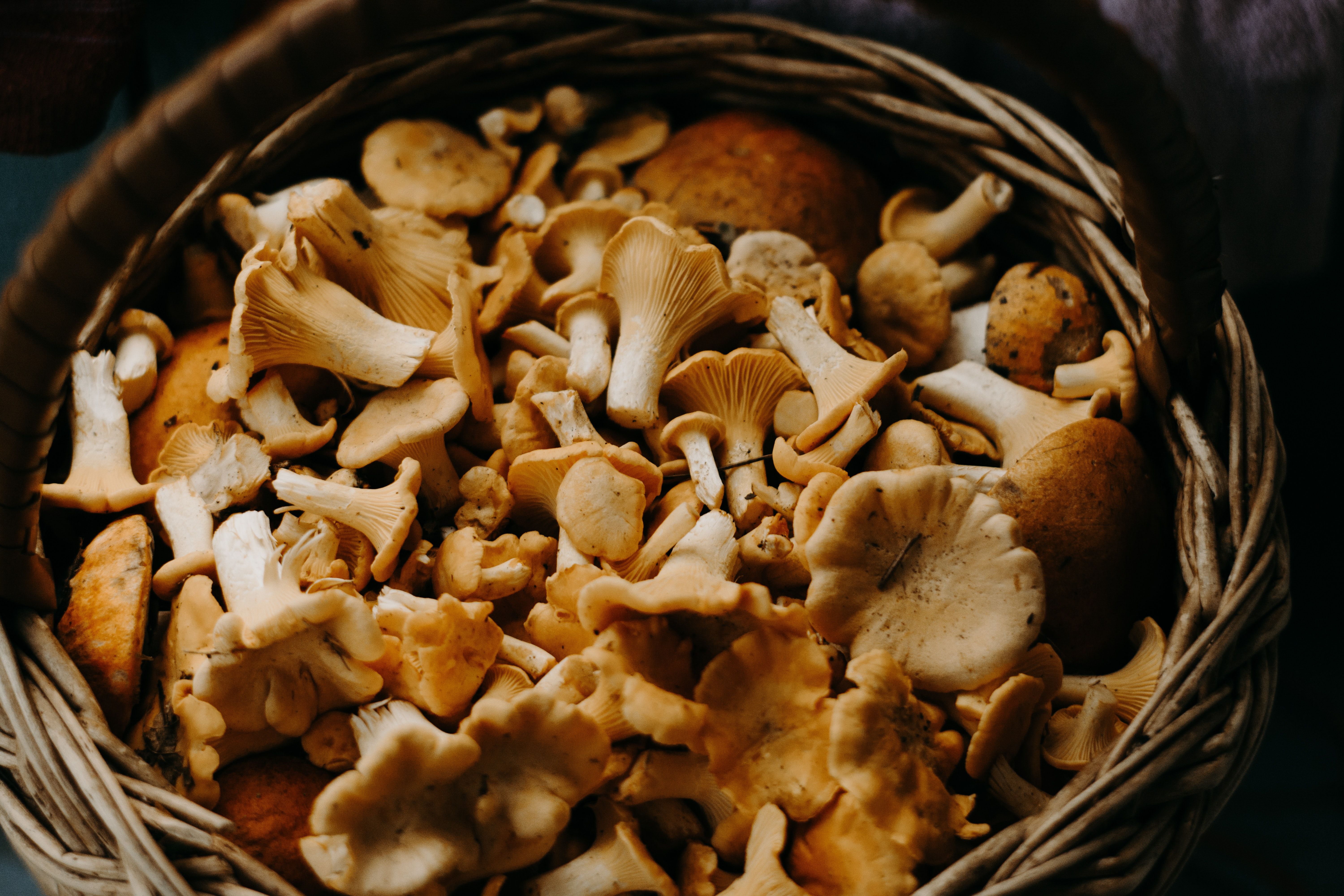 Assorted Mushrooms in Basket · Free Stock Photo