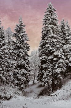 白雪常绿的森林迷人，日落天空色彩缤纷，尽显冬日的宁静之美