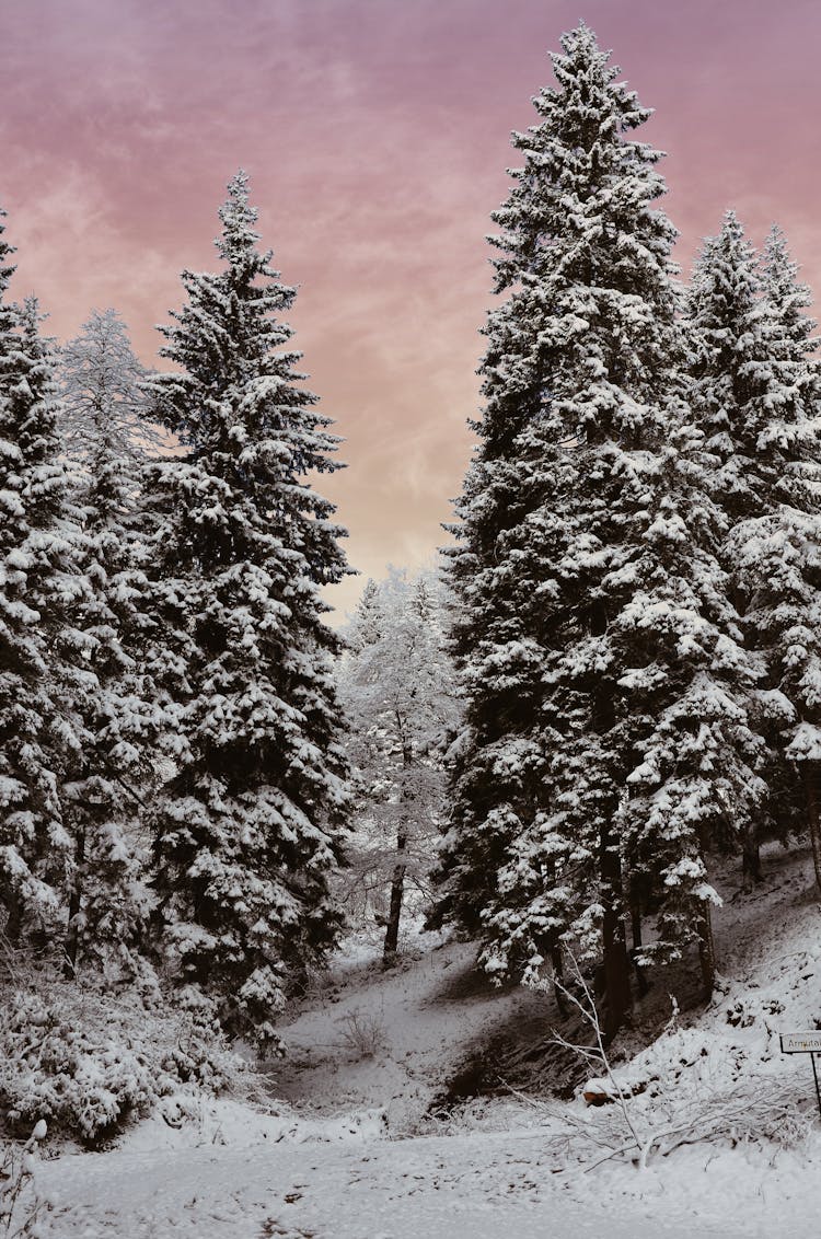 Snow Covered Pine Trees