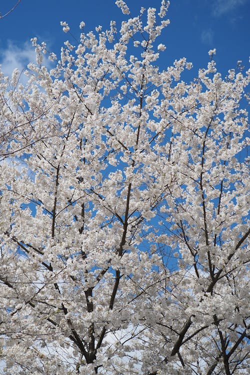 Foto d'estoc gratuïta de arbre, blanc, cirera