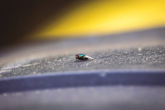 Close-up image of a blowfly on a textured surface with colorful blur background.