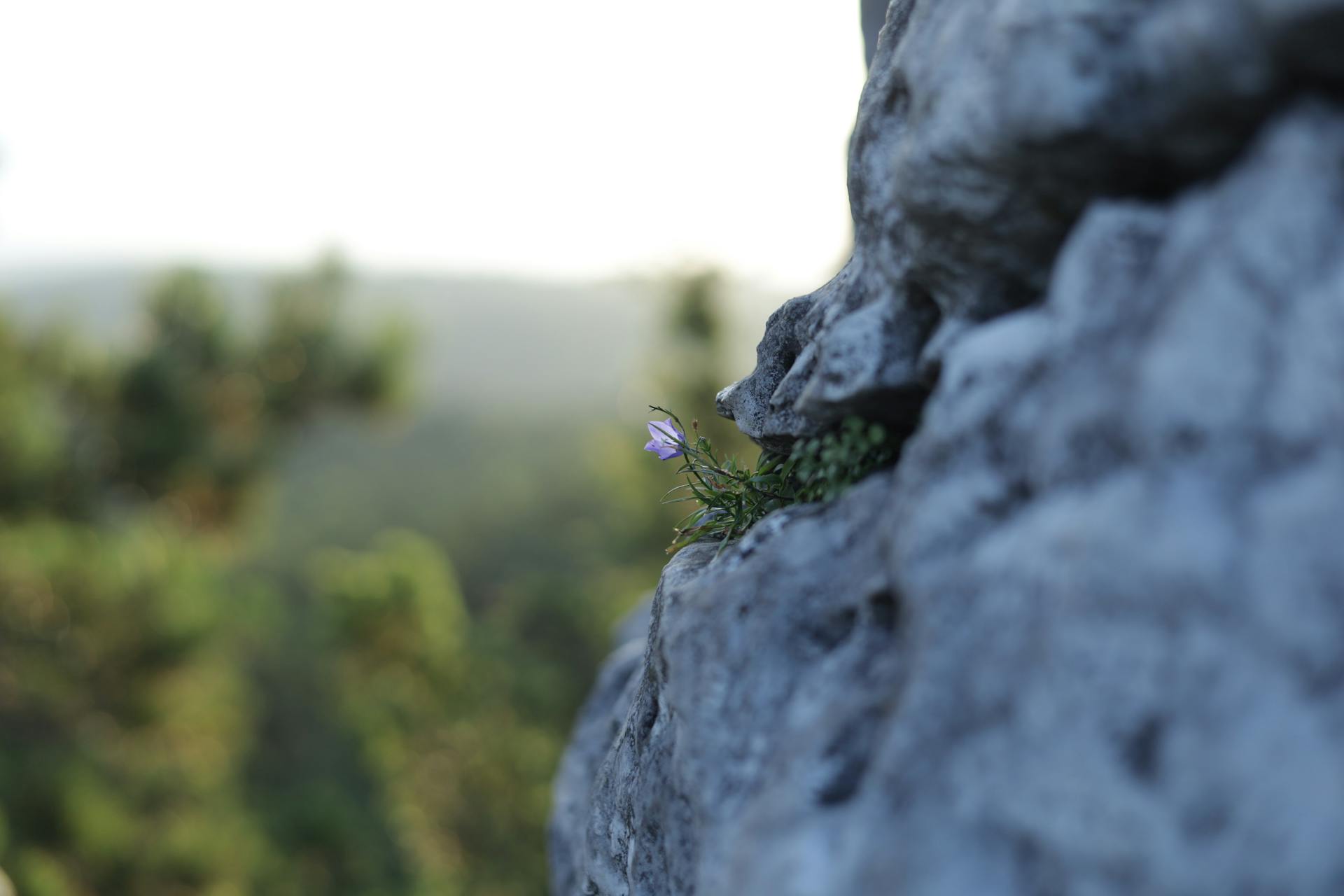 Paarse bloem op rots in de Poolse Jura