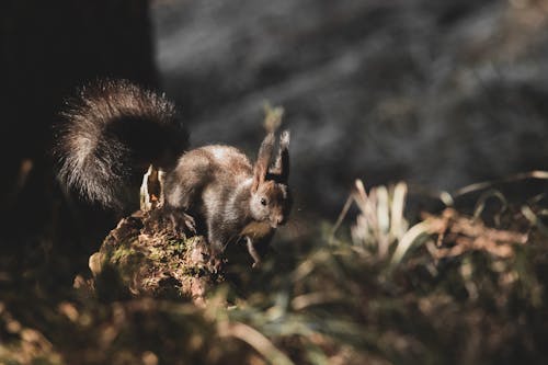 Photo of Squirrel on The Ground