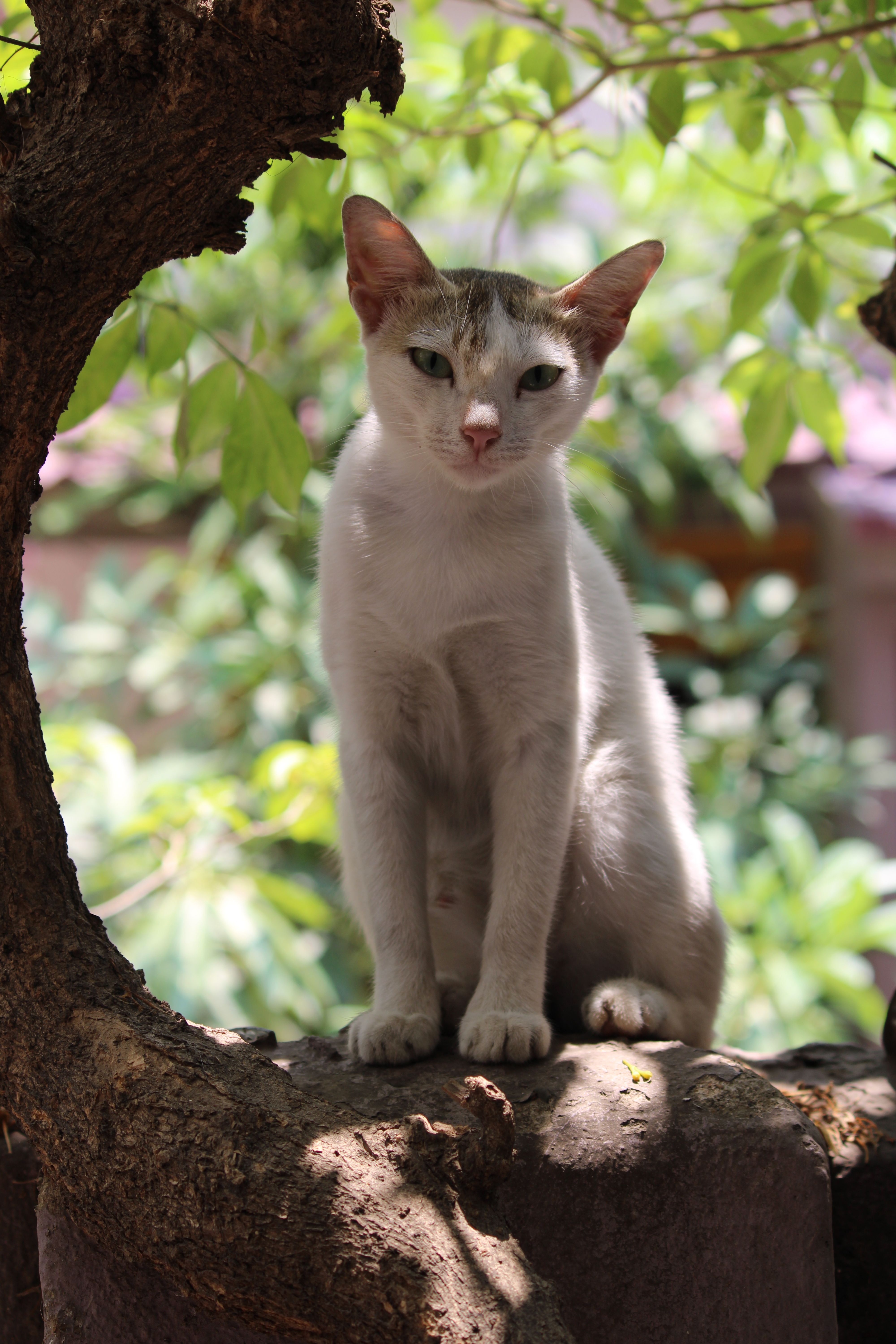 A graceful cat perched on a tree trunk surrounded by lush greenery, captured in natural light.