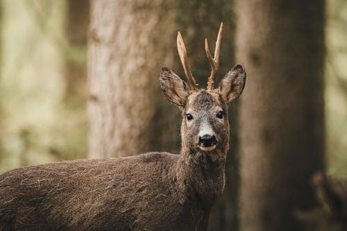 Brown Deer In Selective Focus Photography