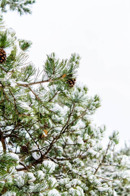 Бесплатное стоковое фото с вертикальный выстрел, ветви, вечнозеленый