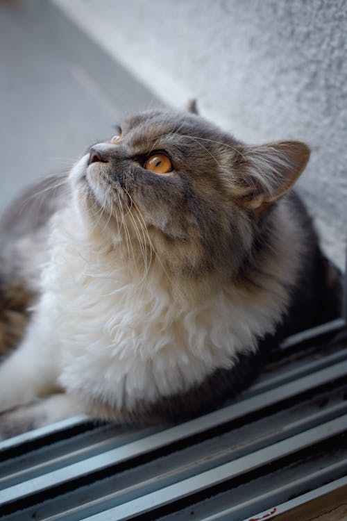 Free A cat is looking up at the camera Stock Photo