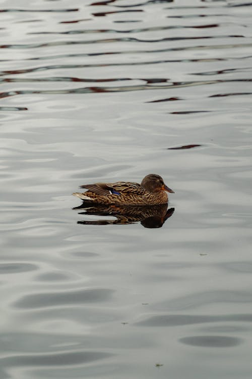 A duck swimming in the water with some ripples