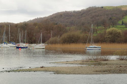 Foto d'estoc gratuïta de amarrat, arbres, barques