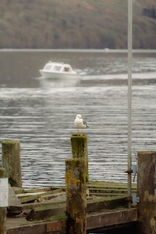 A seagull sitting on a wooden post in the water