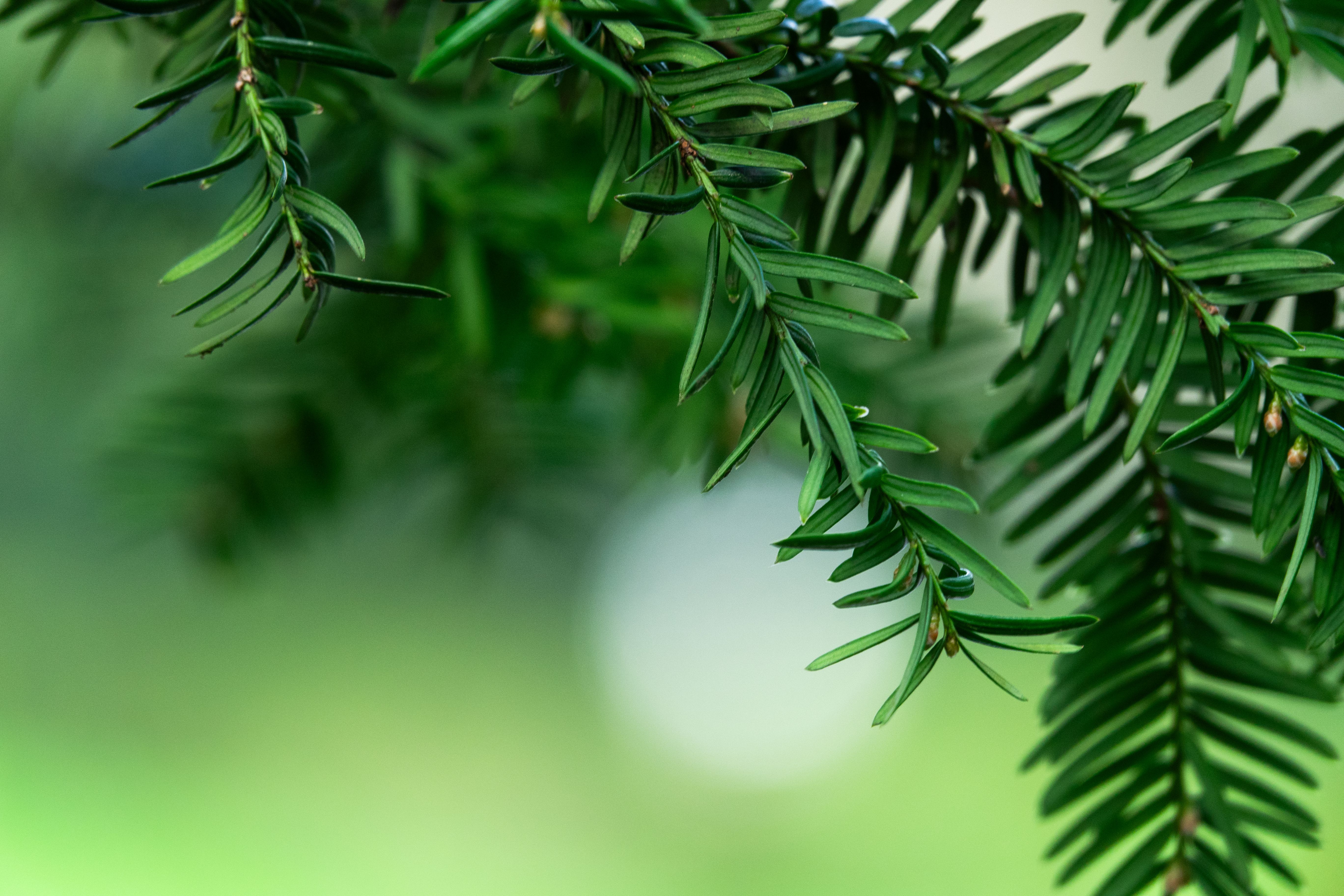 Detailed view of green evergreen branches with a soft, blurred background.