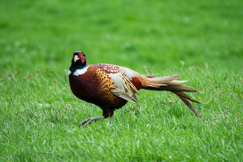 Gratis stockfoto met dierenfotografie, fazant, groen bureaublad