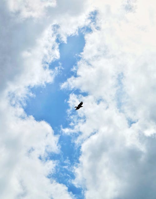 Gratis stockfoto met vogel, vogelvliegen, wolk