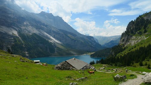 Δωρεάν στοκ φωτογραφιών με bernese oberland, αγελάδα, βοσκοτόπι