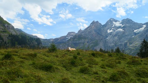 Darmowe zdjęcie z galerii z bydło, góry, krajobraz
