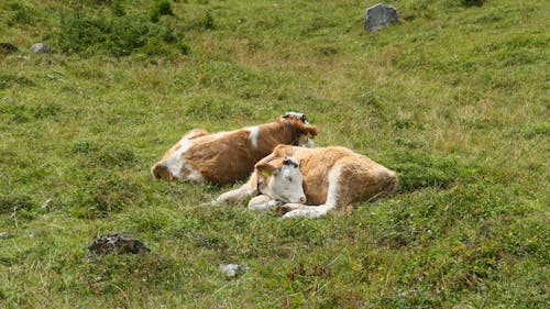 Free Schlafende Kühe Stock Photo